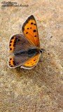 Small copper 2